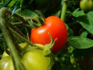 INTERES CRESCUT PENTRU PROGRAMUL DE SPRIJIN PENTRU TOMATE CULTIVATE IN SPATII PROTEJATE Comunicate