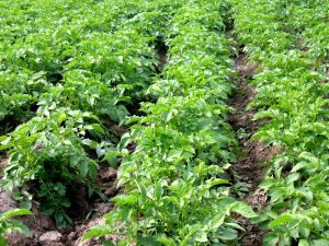 CARTOFII. Curiozitatii și informatii interesante 4 CARTOFII. Curiozitatii și informatii interesante CARTOFII. Curiozitatii și informatii interesante Alimentatie-retete