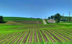 agricultura ecologică