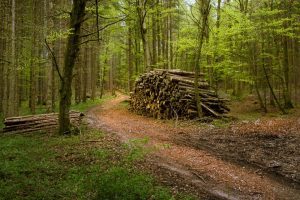 COMPOSESORATELE ILEGALE DISTRUG PĂDURILE DIN ALBA Evenimente