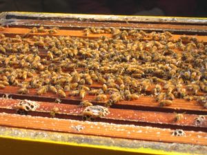 ALERTĂ: O BOALĂ FACE RAVAGII ÎN STUPINELE DIN HUNEDOARA Agricultura europeană