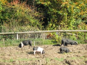 ANSVSA: Măsuri pentru a preveni apariția pestei porcine africane pe teritoriul național Agricultura