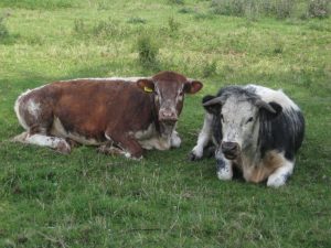 APIA: În perioada 30 mai-6 iunie pot depune cereri pentru ajutorul excepţional din sectorul laptelui, fermierii care nu au depus cereri Agricultura