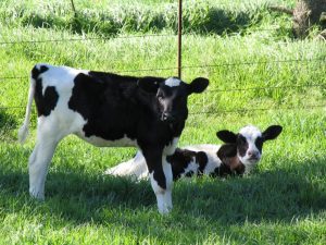 Claudiu Frânc (FCBR): Mă aştept ca în 15 iunie să avem lista cu animalele eligibile la plată, nu înainte Agricultura