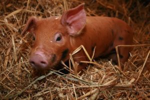 Scrisoare deschisă a producătorilor de carne de porc către premier: Ieșim în stradă 9 Scrisoare deschisă a producătorilor de carne de porc către premier: Ieșim în stradă Scrisoare deschisă a producătorilor de carne de porc către premier: Ieșim în stradă Video