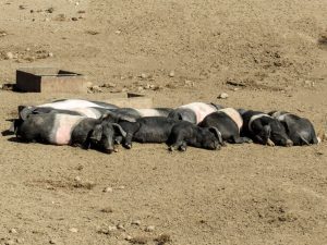 ANSVSA: Întâlnire pentru salvarea crescătorilor de porci şi a industriei de profil Agricultura