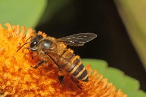 CANICULĂ: AFLĂ MAI MULTE DESPRE ÎNGRIJIREA ALBINELOR VARA Stiri agricole