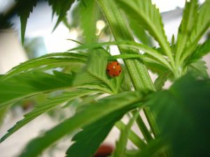 Românii pot cultiva cânepă în gospodării, pe suprafețe de până la 1.500 mp Agricultura