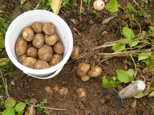 Recomandări pentru cultivatorii de cartof Agricultura
