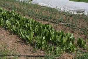 Află pentru ce culturi va fi acordat un sprijin de 11.300 euro/hectar! Agricultura