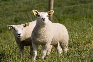 ȘAPTE PUNCTE DE SACRIFICARE A MIEILOR ÎN HUNEDOARA Alimentatie-retete
