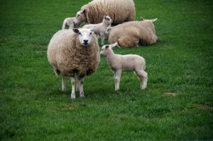 MINISTRUL AGRICULTURII ÎNCURAJEAZĂ VALORIFICAREA LÂNII Stiri agricole