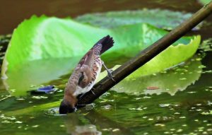 Constanța: 17 cazuri de gripă aviară diagnosticată la păsările sălbatice Agricultura
