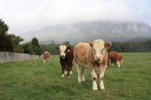 ELIMINAREA INTERMEDIARILOR! PRIMUL CENTRU DE COLECTARE A ANIMALELOR PENTRU EXPORT Evenimente