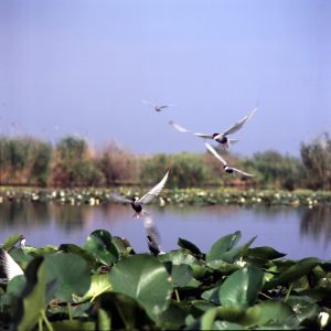 Studiu: Circa 90% dintre dezastrele naturale sunt cauzate de inundații și secetă Realitatea Rurala