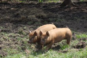 CE SE VA ÎNTÂMPLA CU FERMA NUTRIPORK, DIN ORADEA Stiri agricole