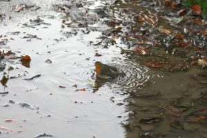 precipitații