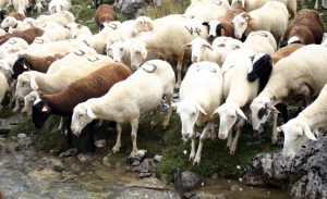 Curge cu promisiuni de la MADR pentru oieri. Află ce se va întâmpla dacă acestea vor fi încălcate! Agricultura