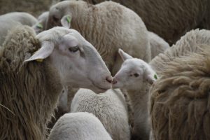 Vremuri grele pentru crescatori! Exportul de animale vii, in scadere Stiri agricole