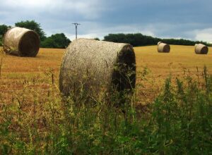 Meteo: Prognoza meteorologica pentru următoarele două săptămâni Agricultura