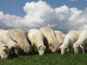 CREȘTERE SPECTACULOASĂ A NUMĂRULUI DE OI, ÎNTR-UN JUDEȚ AL ȚĂRII Agricultura