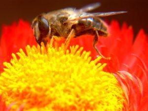 Iunie: Ce trebuie să facă apicultorii în a şasea lună a anului Agricultura