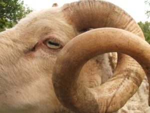 DSVSA: Caz de Antrax confirmat în județul Giurgiu Agricultura