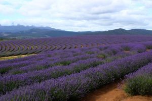 Alba: Peste 20 de membri în Asociaţia Cultivatorilor de Lavandă Agricultura