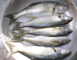 Tulcea: Capturi de pește extrem de scăzute în Delta Dunării Agricultura