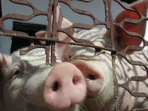 RECOMANDĂRI PRIVIND MIȘCAREA ȘI COMERCIALIZAREA PORCINELOR Agricultura