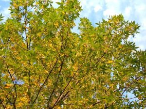 Prognoza meteo: Află cum va fi vremea în mai, iunie și iulie 2016 Agricultura