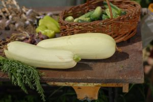 Cultivarea dovleceilor Agricultura