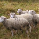 crescatori de ovine din românia