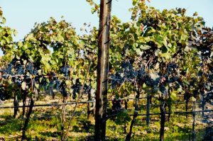 Tulcea: Culturi de viță de vie, calamitate în proporție de 100% Agricultura