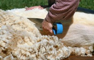 Noile afaceri românești: Lâna de oaie, un excelent îngrăşământ agricol! 13 Noile afaceri românești: Lâna de oaie, un excelent îngrăşământ agricol! lână