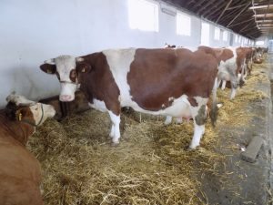 APIA: 2 MAI ESTE ULTIMA ZI DE DEPUNERE A CERERILOR. NU UITA! Alimentatie-retete
