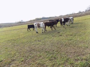 ATENŢIE: Evoluția focarelor de dermatoză nodulară a bovinelor în Bulgaria Agricultura