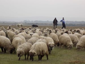 Ciobanii ameninţă cu noi proteste și blocarea drumurilor naţionale Meteo