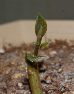 Cum se pregătesc seminţele pentru răsadurile de legume Agricultura