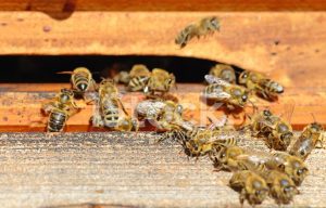 Luna februarie în apicultură. Ce trebuie să facă crescătorii de albine în cea de a doua lună a anului! februarie