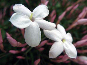 Martie, luna plantării florilor de vară Agricultura