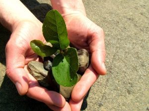 Salcâmi, piersici, nuci, meri și peri, plantați de deținuții Penitenciarului Tulcea Agricultura