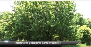 Întreținerea și stropirea pomilor fructiferi Agricultura
