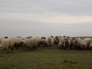 Meteo: Află cum va fi vremea până în 22 mai! Agricultura