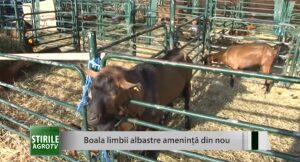 Boala limbii albastre ameninţă din nou Agricultura