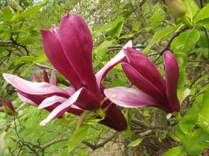 LEACURI DIN GRĂDINĂ: Florile de magnolie Agricultura