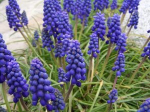 PLANTE ORNAMENTALE: Muscari sau zambila strugure Agricultura