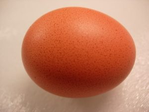 RECORD: Cel mai mare ou din lume Agricultura