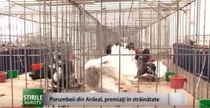 Ştiri: Porumbeii din Ardeal, premiaţi în străinătate Agricultura