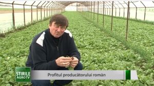 Profitul producătorilor români: Cât câștigă un legumicultor după vânzarea unei legături de ridichi Agricultura